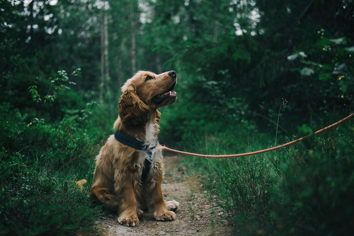 One in five Britons say losing their pet was worse than losing a person: new study