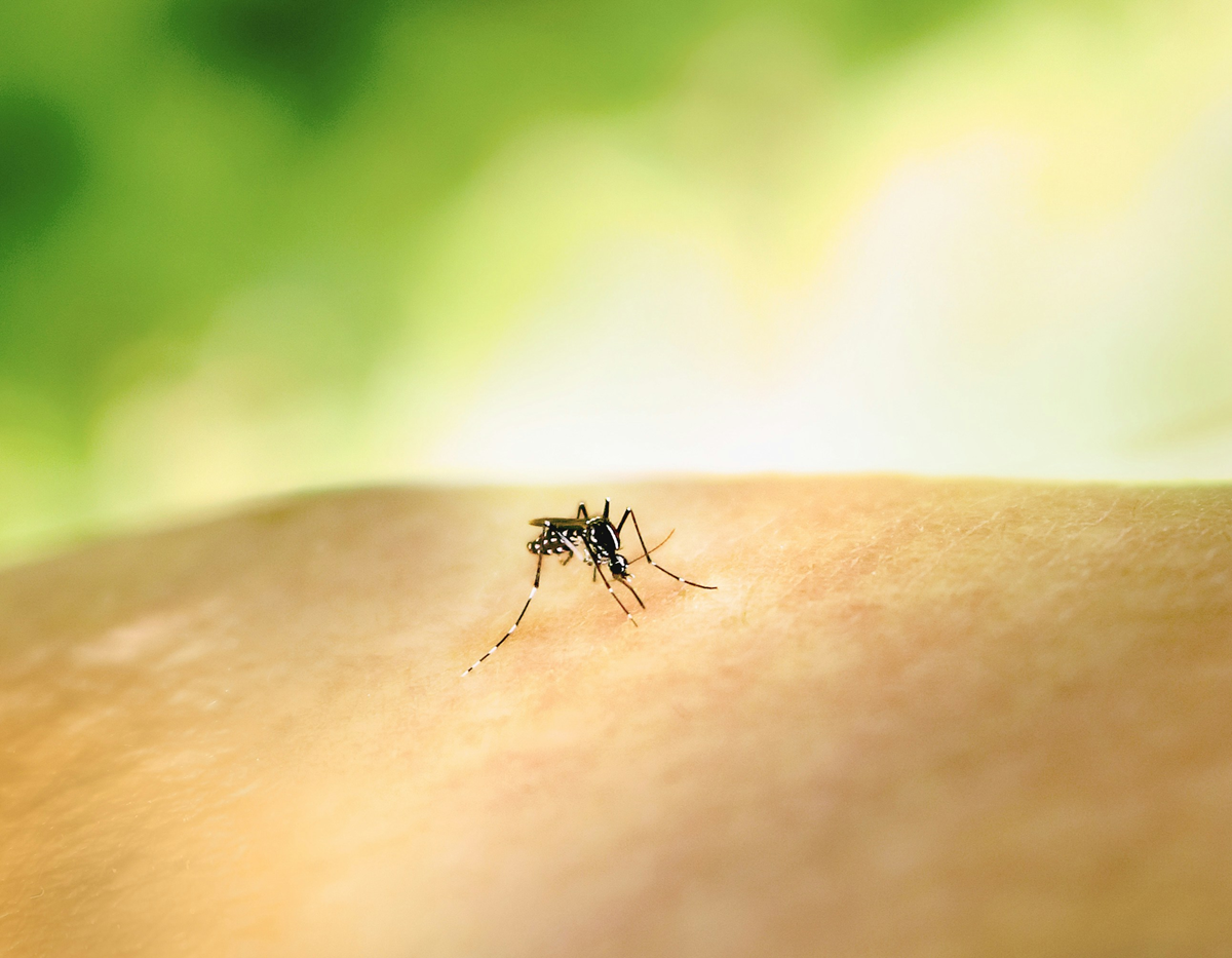 Chikungunya: What UK travellers should know about this mosquito-borne virus