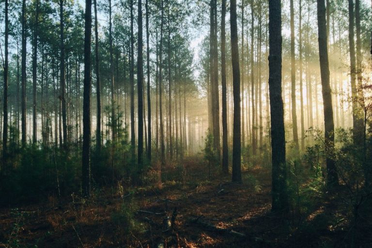 The UK is getting a new national forest – here is where it will be planted