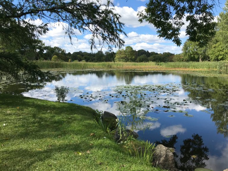 Britain’s ponds are disappearing