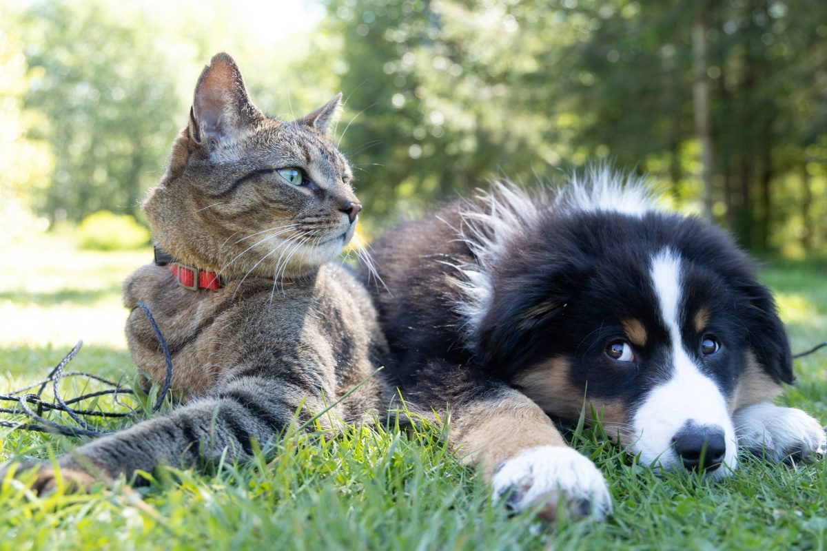 Half of UK pet owners had no idea their ‘local’ vet was secretly owned by a massive corporate chain