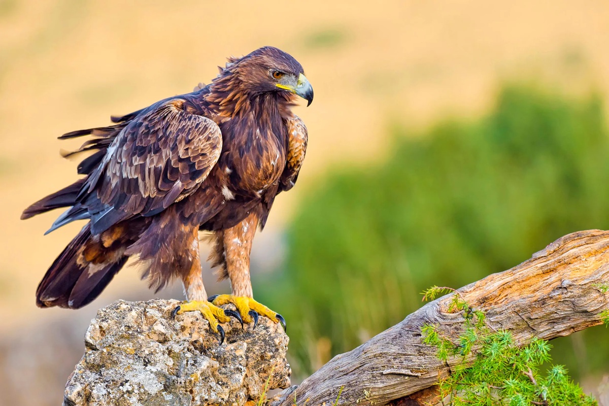 Golden eagles to be reintroduced in the UK