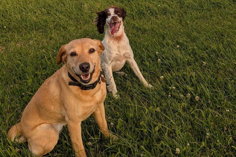 Why these are some of the most important dogs in the UK